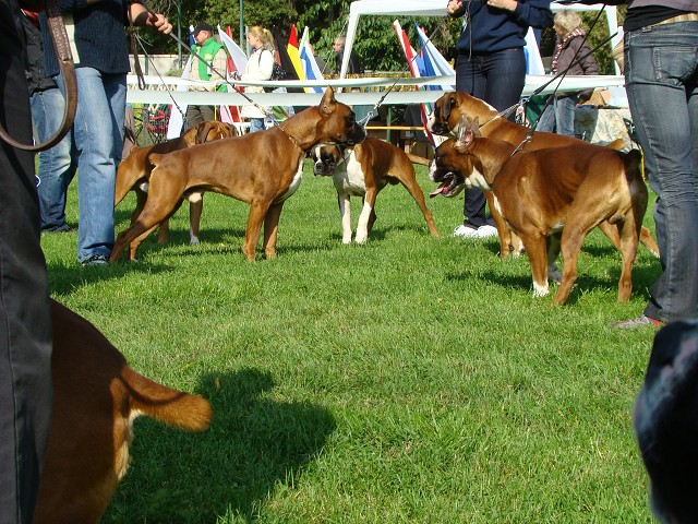 www.boxer-show.eu