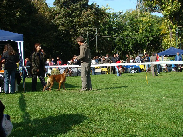 www.boxer-show.eu