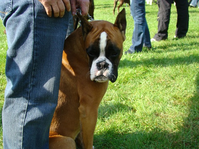 www.boxer-show.eu