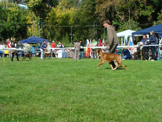 www.boxer-show.eu