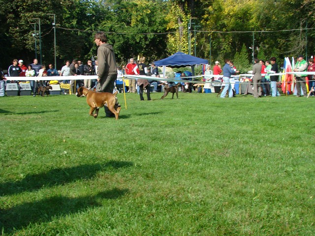 www.boxer-show.eu
