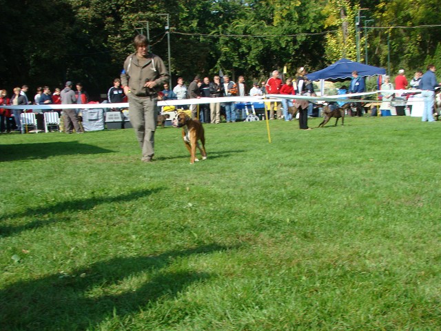 www.boxer-show.eu