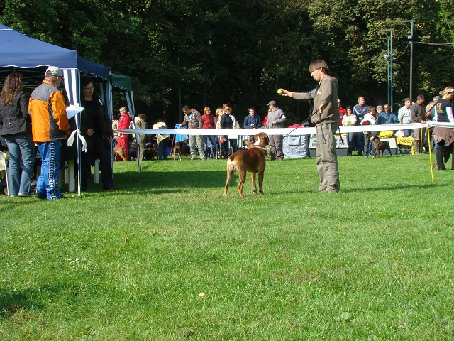 www.boxer-show.eu