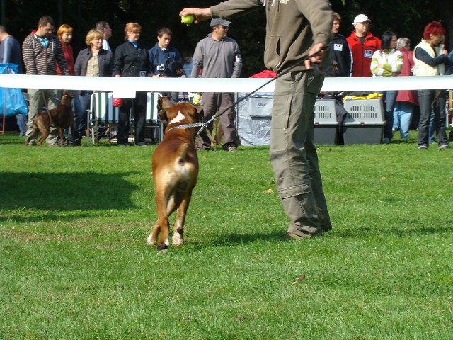 www.boxer-show.eu