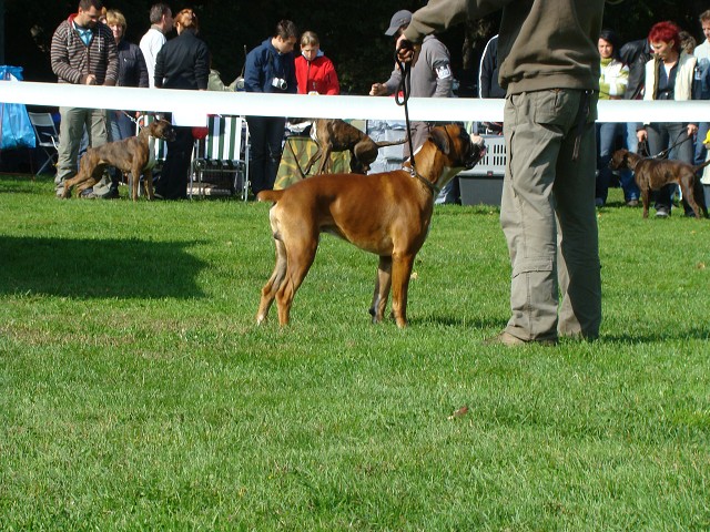 www.boxer-show.eu