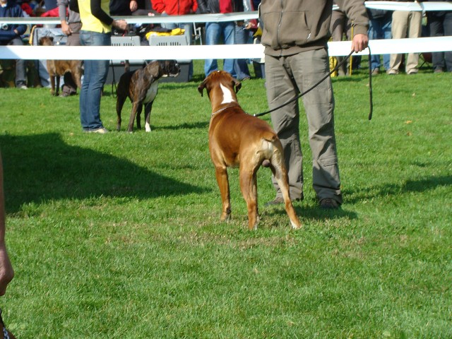 www.boxer-show.eu