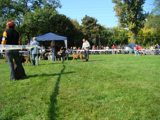 www.boxer-show.eu