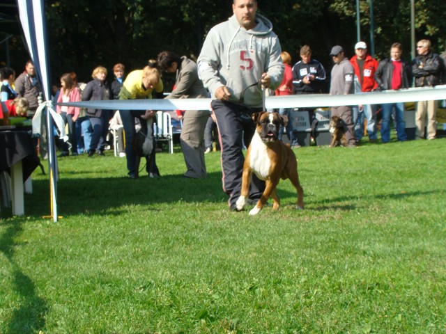 www.boxer-show.eu
