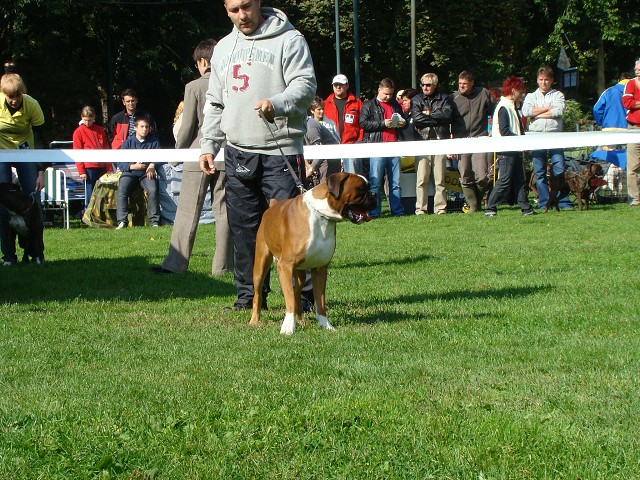 www.boxer-show.eu