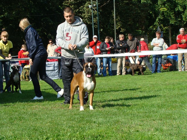 www.boxer-show.eu