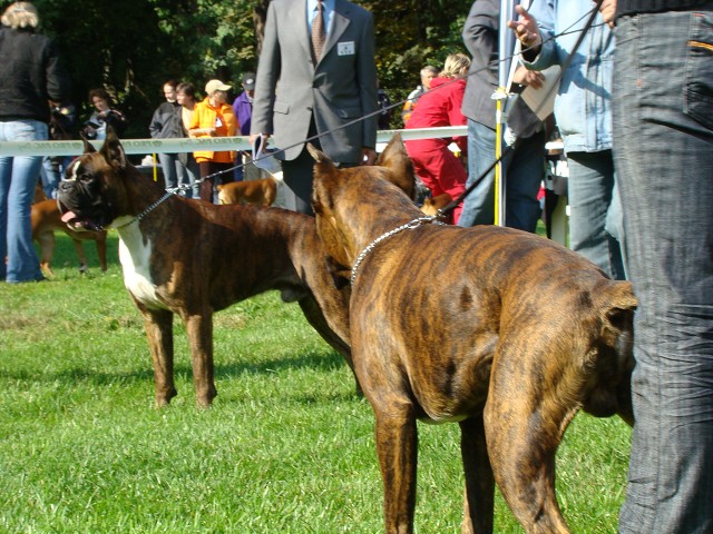 www.boxer-show.eu