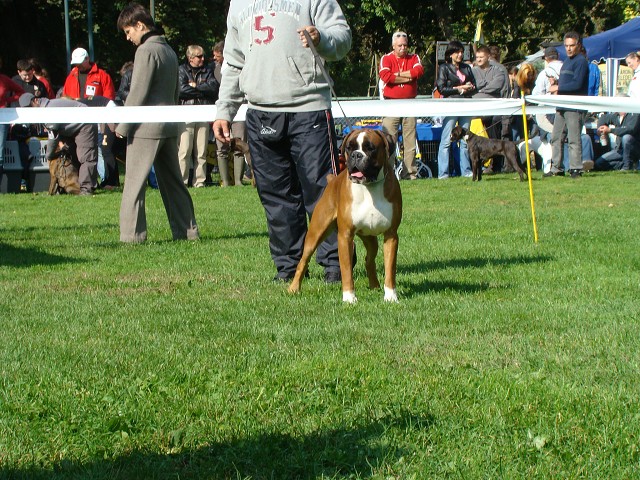 www.boxer-show.eu