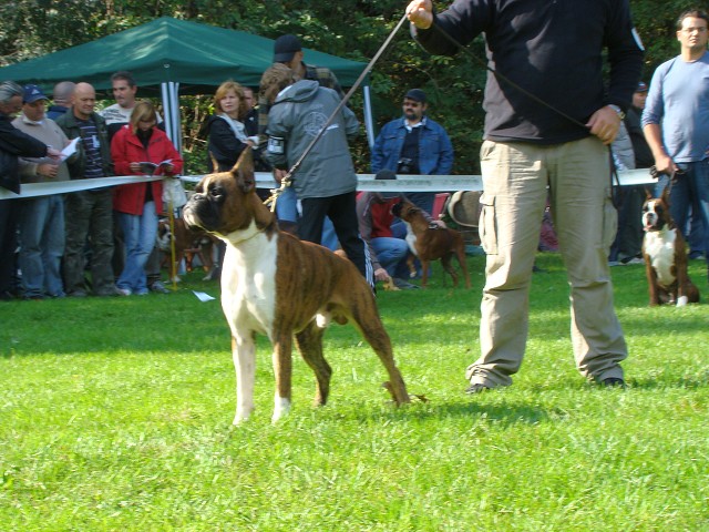 www.boxer-show.eu