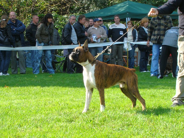 www.boxer-show.eu