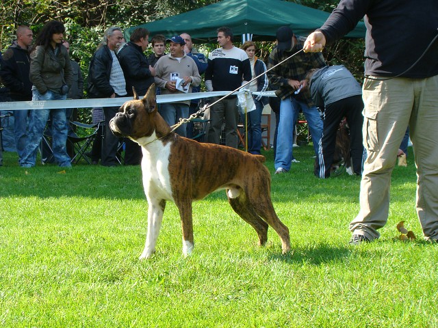 www.boxer-show.eu