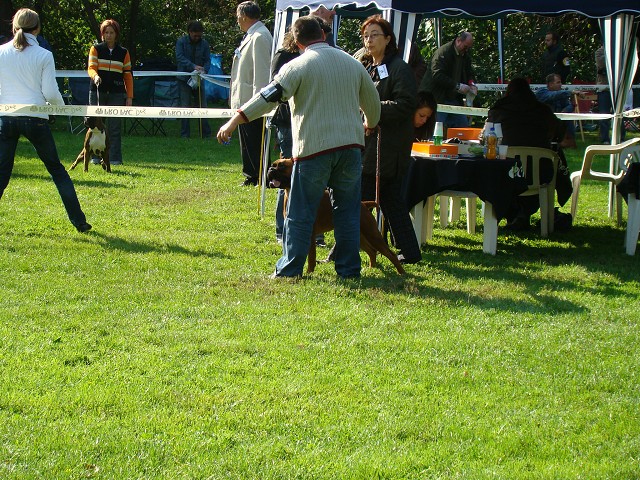 www.boxer-show.eu