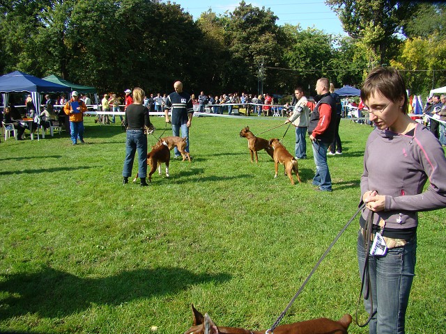 www.boxer-show.eu