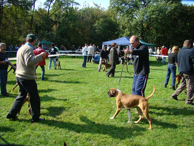 www.boxer-show.eu