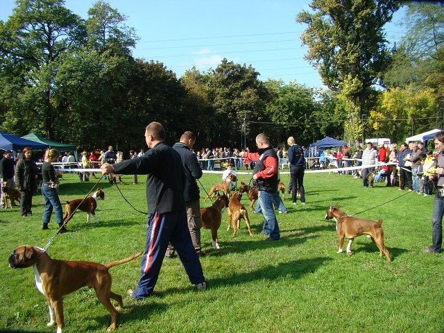 www.boxer-show.eu