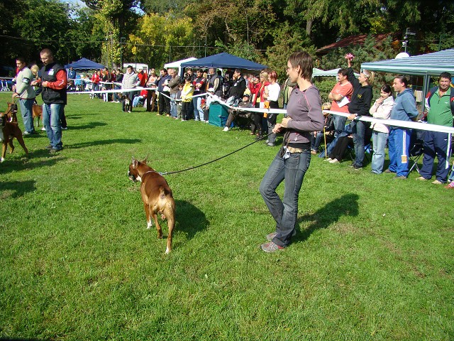 www.boxer-show.eu