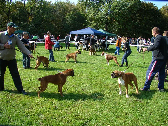 www.boxer-show.eu