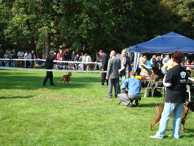 www.boxer-show.eu