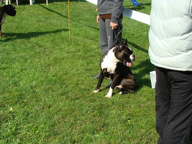 www.boxer-show.eu