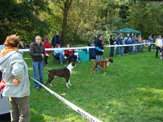 www.boxer-show.eu