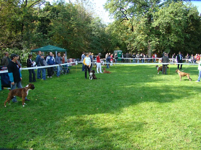 www.boxer-show.eu