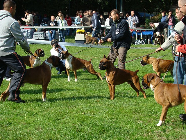 www.boxer-show.eu