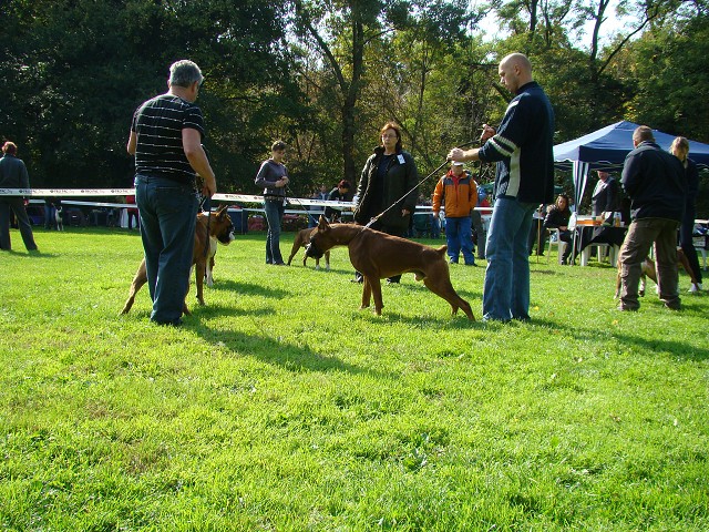 www.boxer-show.eu