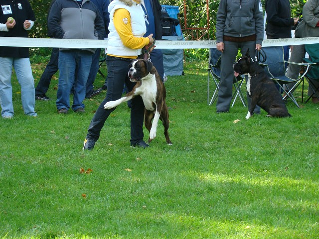 www.boxer-show.eu