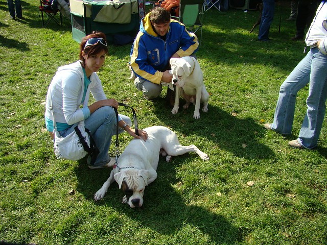 www.boxer-show.eu
