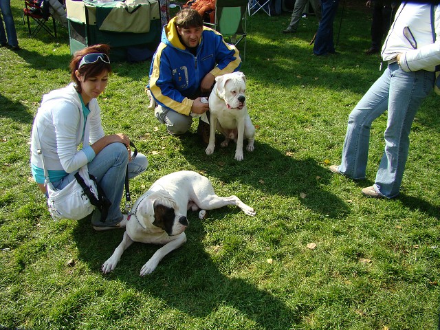www.boxer-show.eu