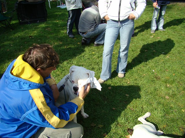www.boxer-show.eu