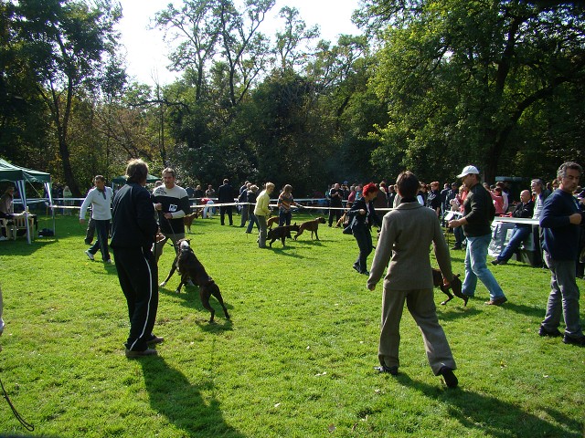 www.boxer-show.eu