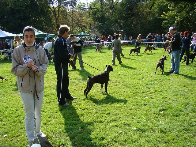 www.boxer-show.eu