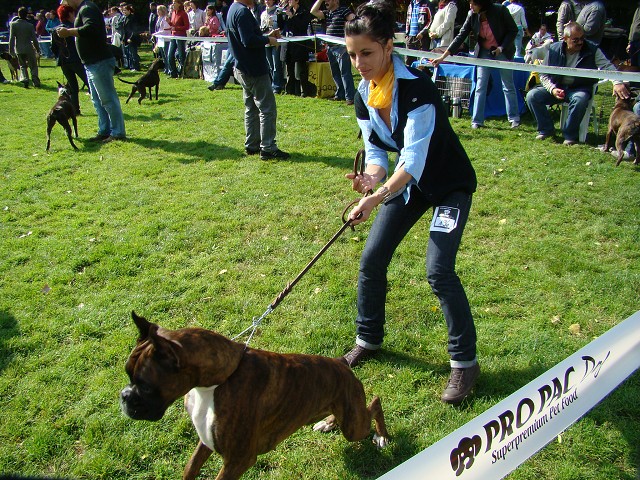 www.boxer-show.eu