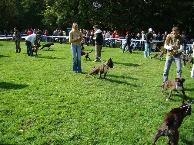 www.boxer-show.eu