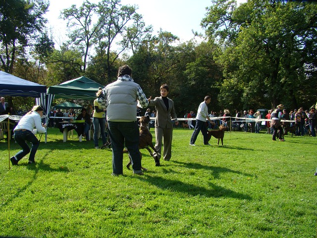 www.boxer-show.eu