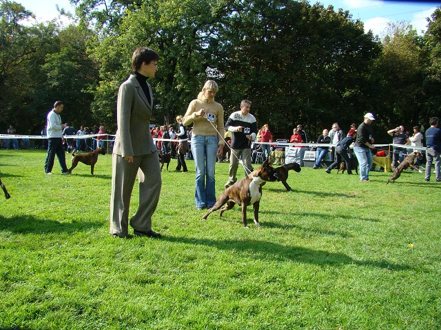 www.boxer-show.eu