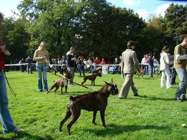 www.boxer-show.eu