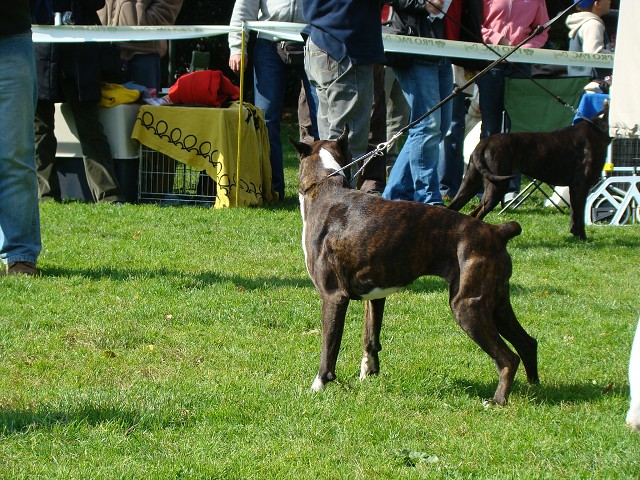www.boxer-show.eu