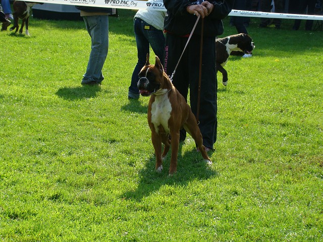 www.boxer-show.eu