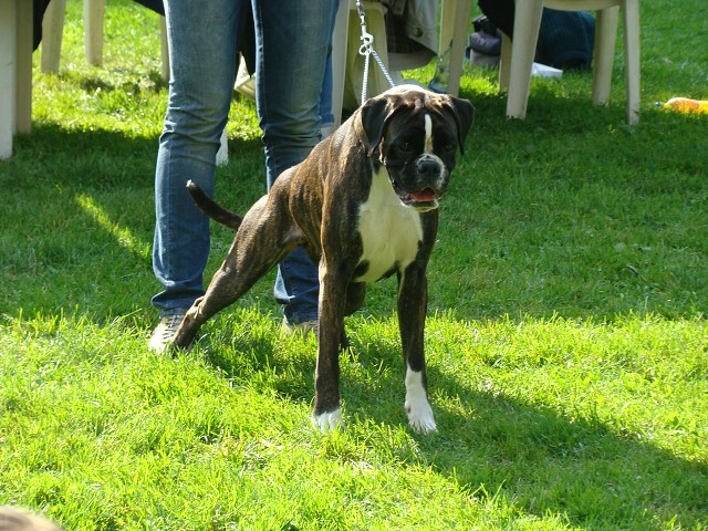 www.boxer-show.eu