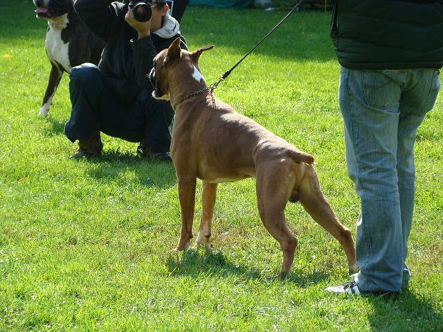 www.boxer-show.eu