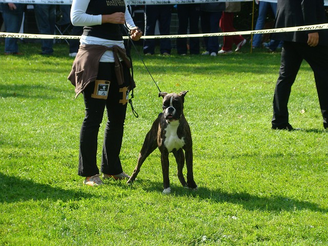 www.boxer-show.eu