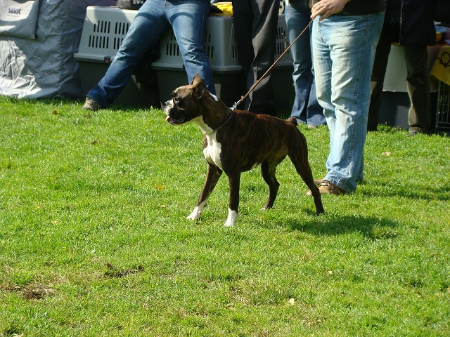 www.boxer-show.eu