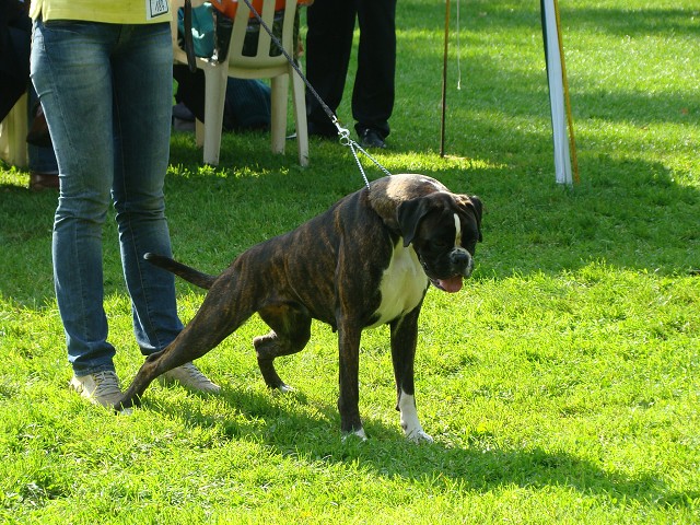 www.boxer-show.eu
