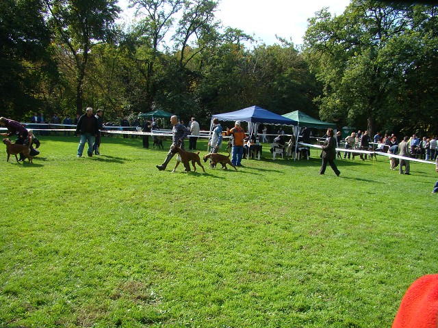 www.boxer-show.eu